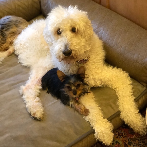 Meet your Posher, Sheree - Picture 3 of 6